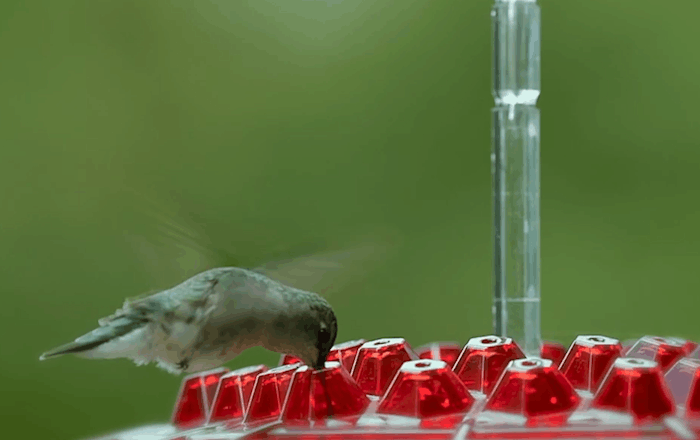 Ant Proof Hummingbird Feeder Outdoor Hanging Perch