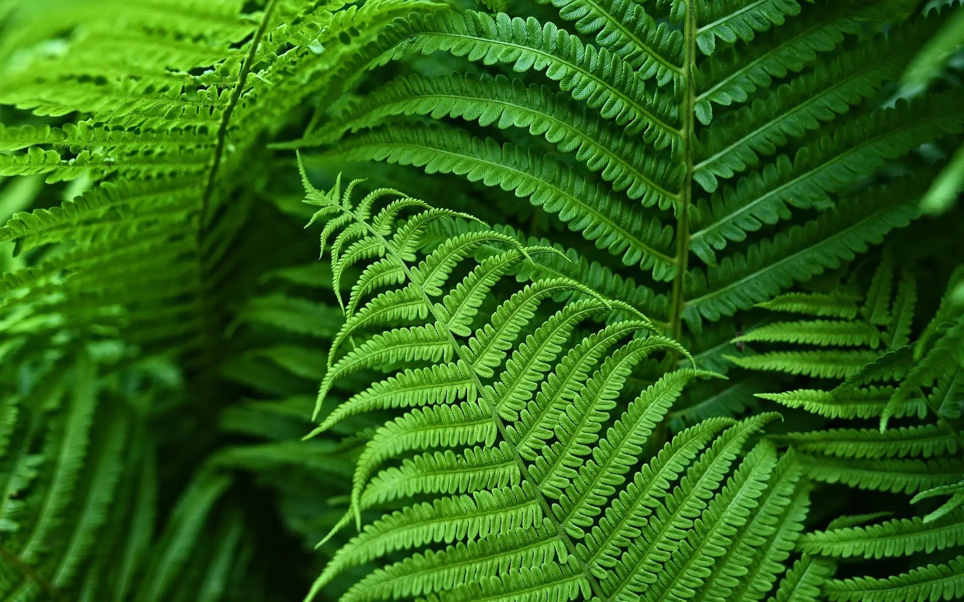 UV Resistant Lifelike Artificial Boston Fern For Outdoors