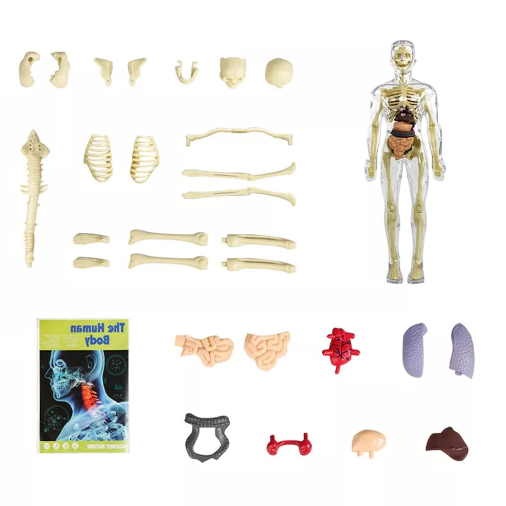 thumbnail image 2 of Organizeh Clear Human Body Structure Model, DIY Assembled 2 of 12