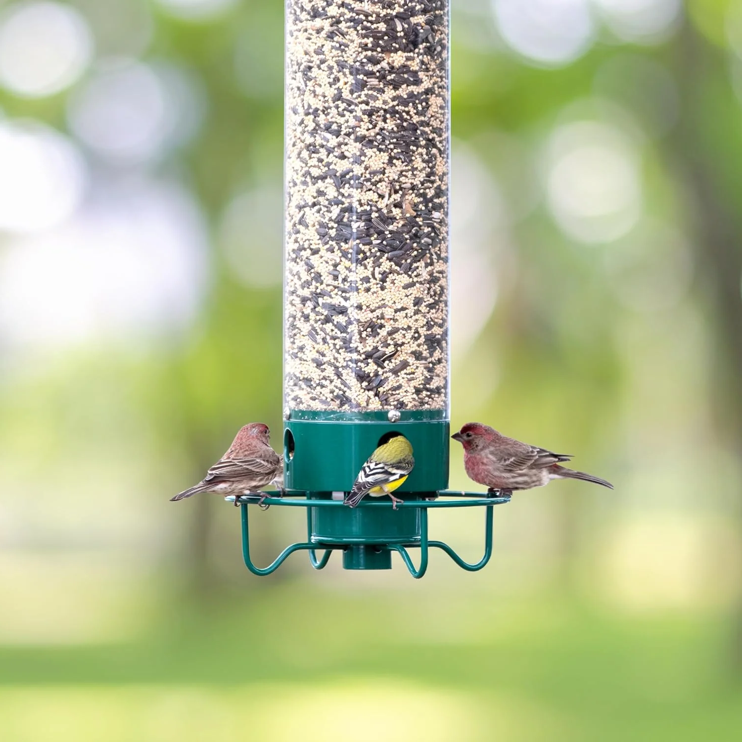 Squirrel Proof Bird Feeder