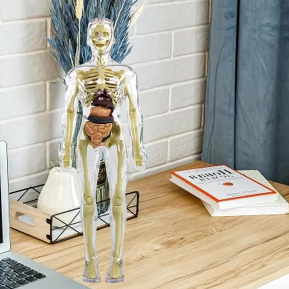 thumbnail image 2 of Organizeh Clear Human Body Structure Model, DIY Assembled 2 of 12