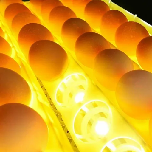 Premium Egg Incubator Automatic Chicken Quail Egg Hatcher 24 Eggs